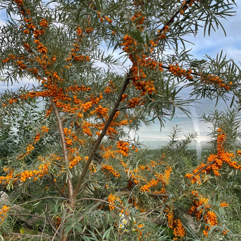 🌿 Boost Immunity & Grow Naturally – Organic Sea Buckthorn Seeds for Vibrant Health & Sustainable Gardens!