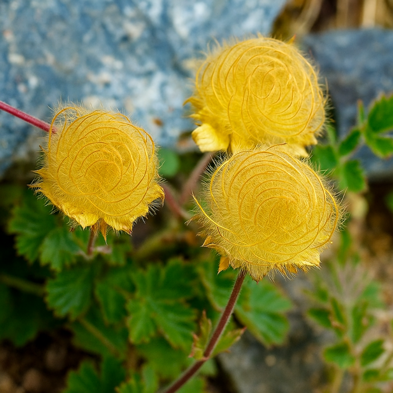 🌸 Prairie Smoke Flower Seeds – Whimsical Beauty from the Wild 🌾