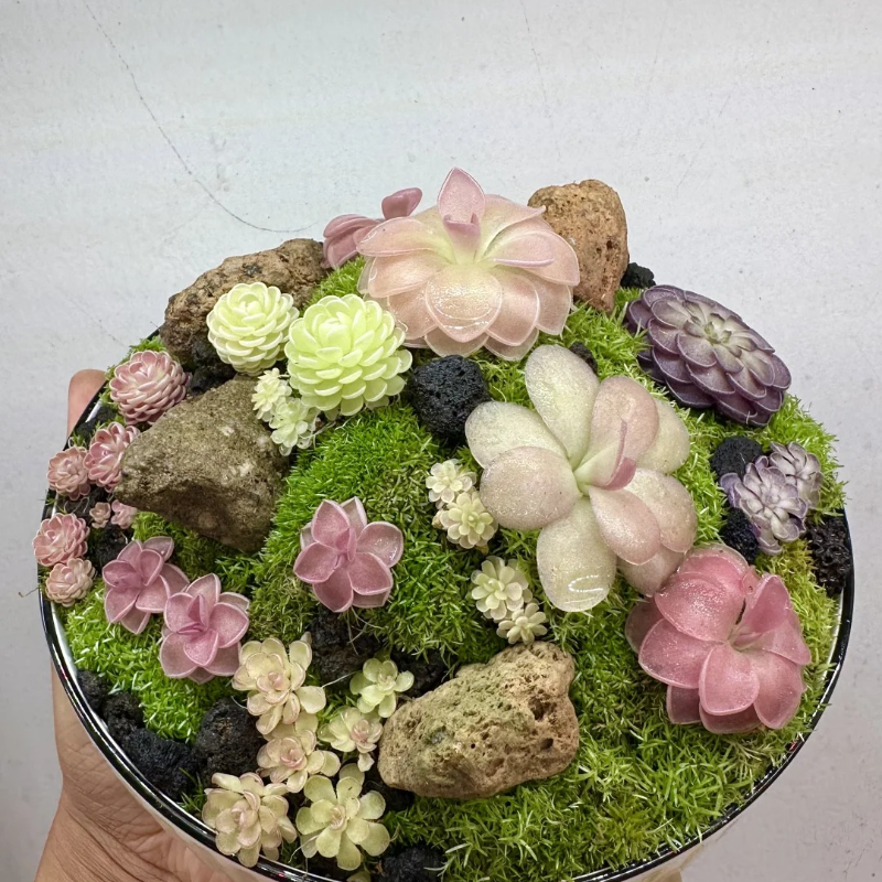 🌸 Butterwort Seeds – Nature’s Gentle Little Helper 🪴✨