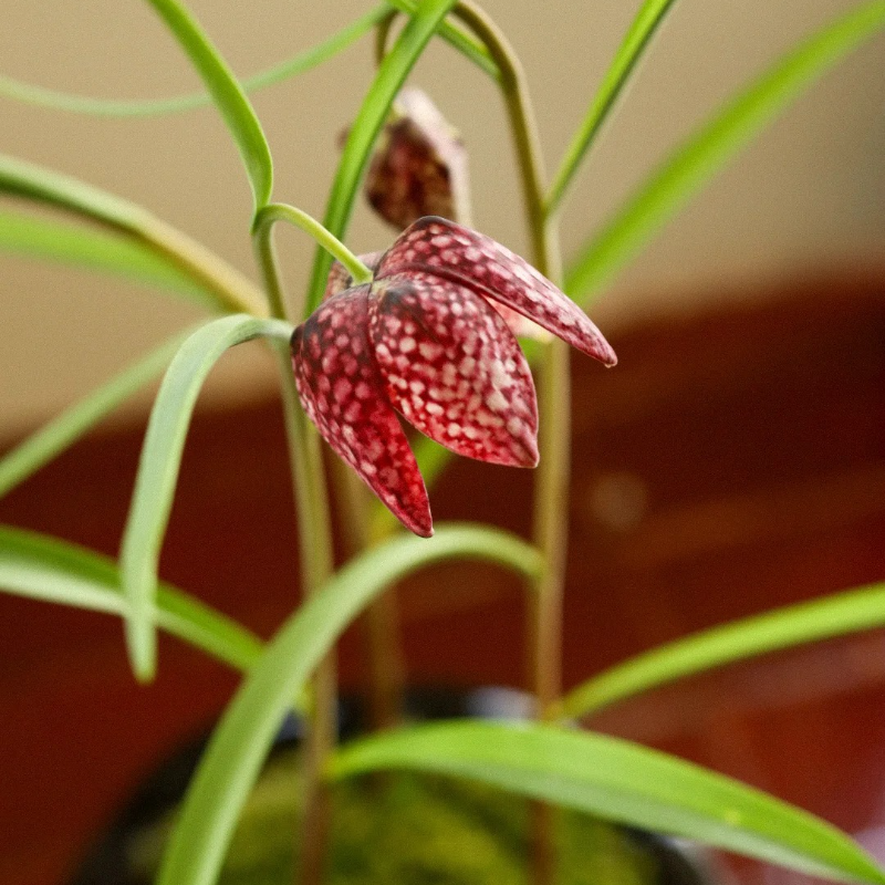 🌸 Fritillaria Flower Seeds – Easy Perennials with a Touch of Vintage Grace 🪴