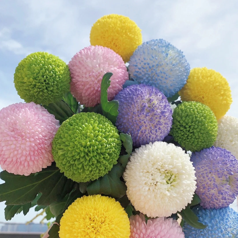 Colorful ping pong chrysanthemum seeds