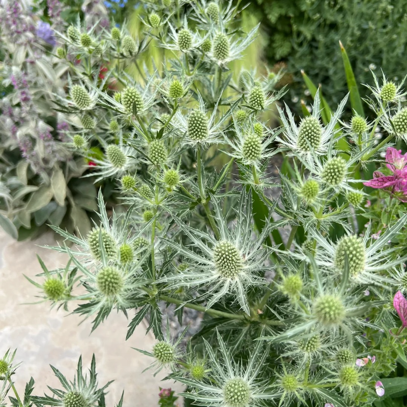 🌼 Kenya Eryngium Seeds – Unique Blooms for Easy, Elegant Gardens ✨