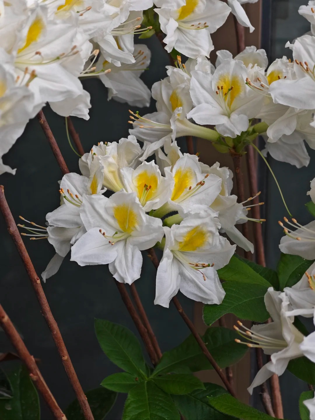 Deciduous Rhododendron