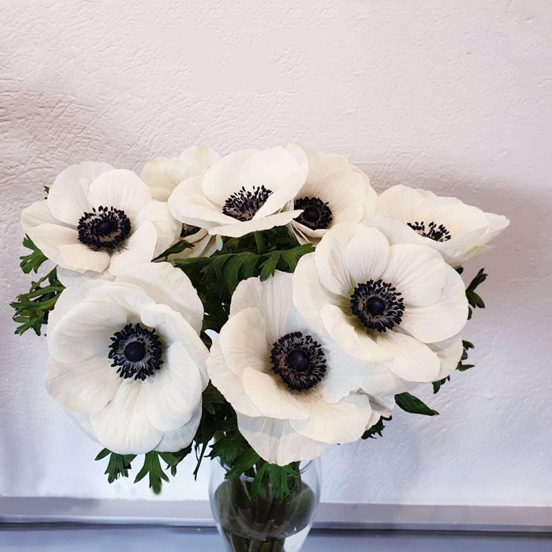🌟 Embrace Elegance: Anemone, the Epitome of Grace for Your Garden Oasis! 🌸✨