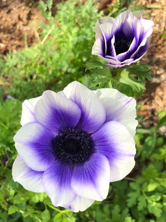 🌟 Embrace Elegance: Anemone, the Epitome of Grace for Your Garden Oasis! 🌸✨