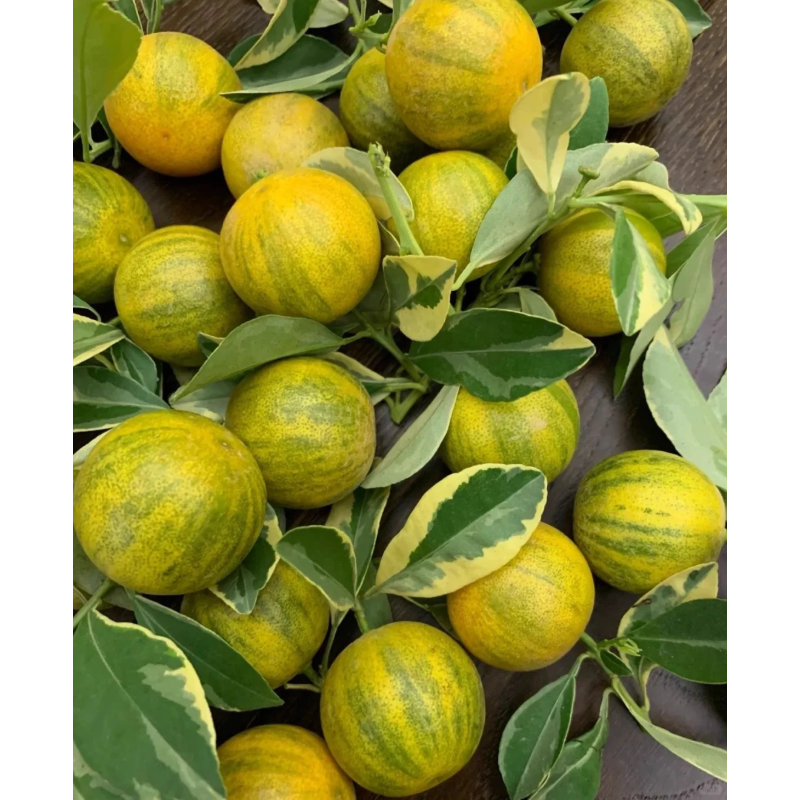🍋Zebra Lemon Seeds –Easy to sprout, grow, and taste🌿  