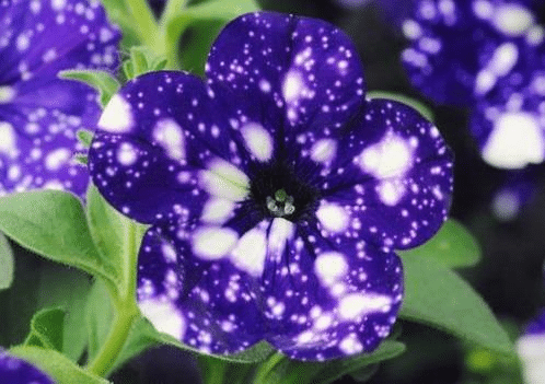 [Copy]Starry Morning Glory Rare Flower Seeds