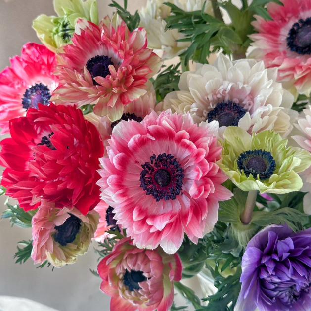 🌸 Double Anemone Seeds — Add Resilient Elegance to Your Garden!