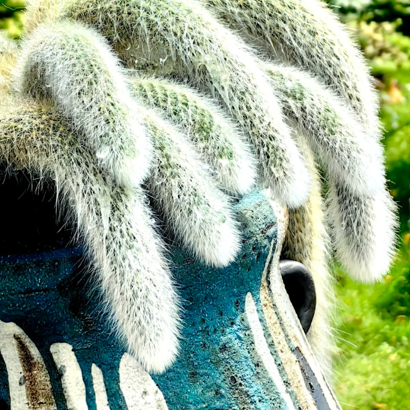 🦊 Nine-Tailed Fox Plant Seeds – 🌿 Relaxing, Low-Care Beauty for Garden Lovers 🧤🪴