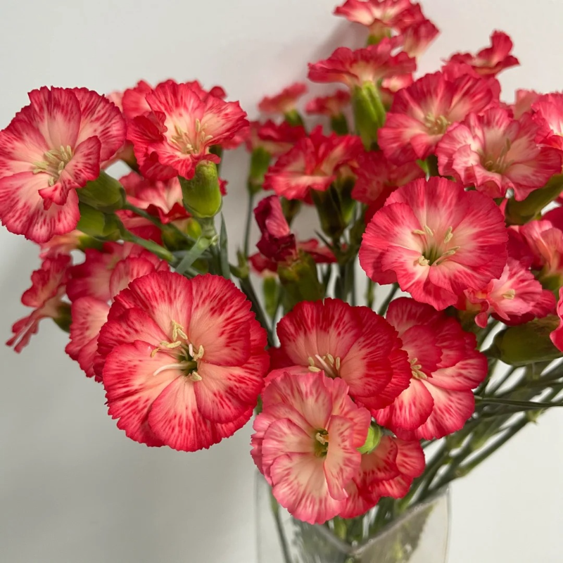 🌸 Doting Series Dianthus Seeds — A Garden Full of Love and Color