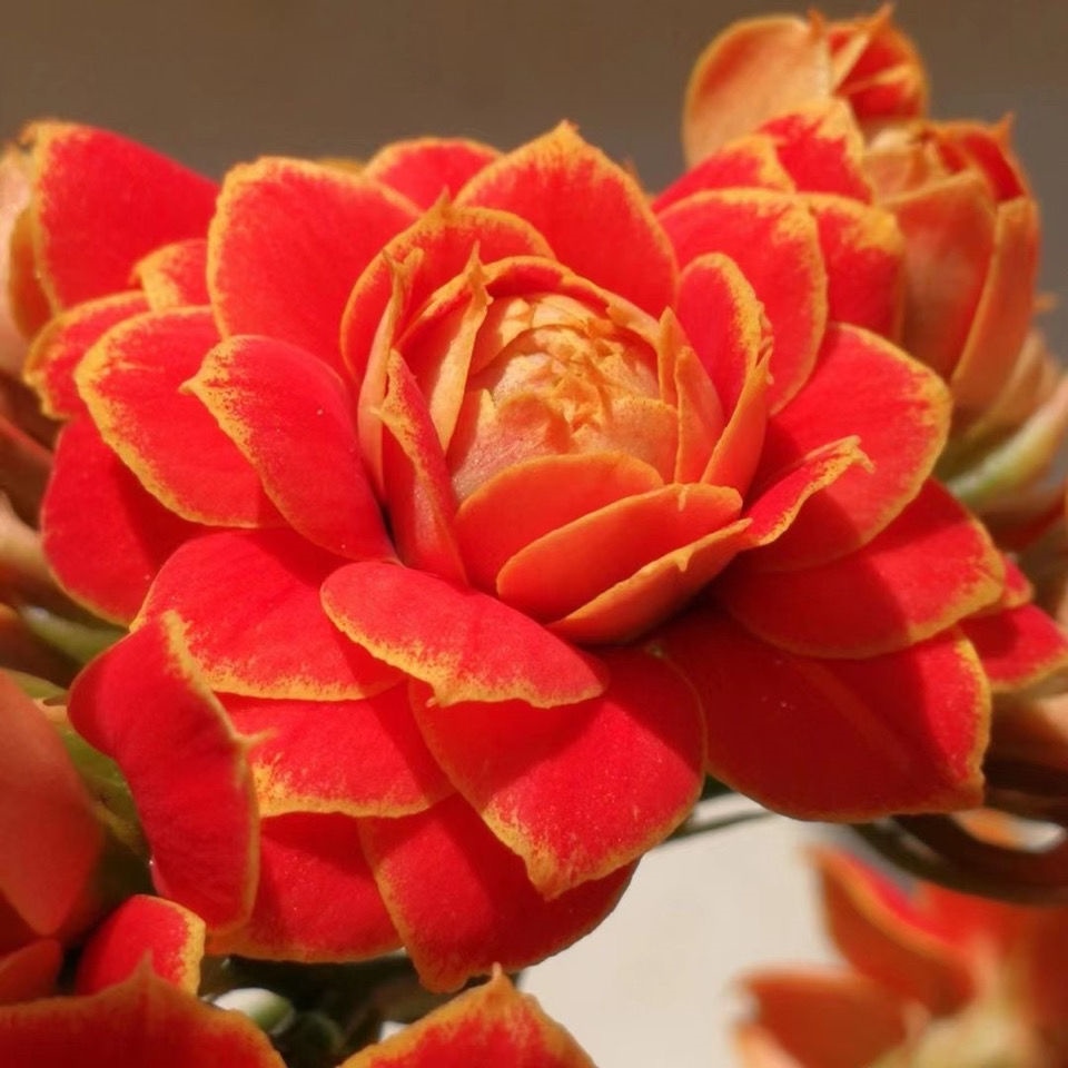 Golden Fox Longevity Flower Seeds