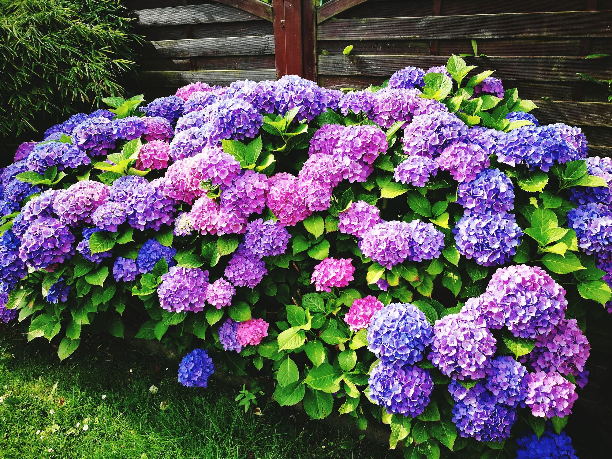🔥Hot sale🔥  Hydrangea Seed Bonsai Flower Seeds 20/40/80 Pcs 💐