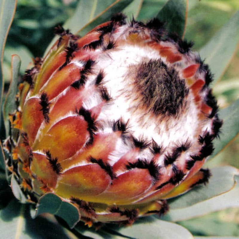 King Protea Flower Seeds 🌸 – Rare Blooms of Strength 💪, Beauty 🌺, and Grace 🌿