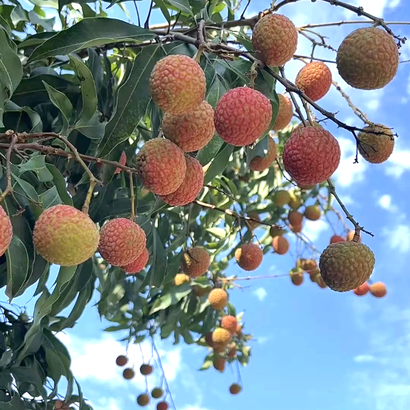 🌱 Grow Something Special – Lychee Seeds for Home Orchards 🍈