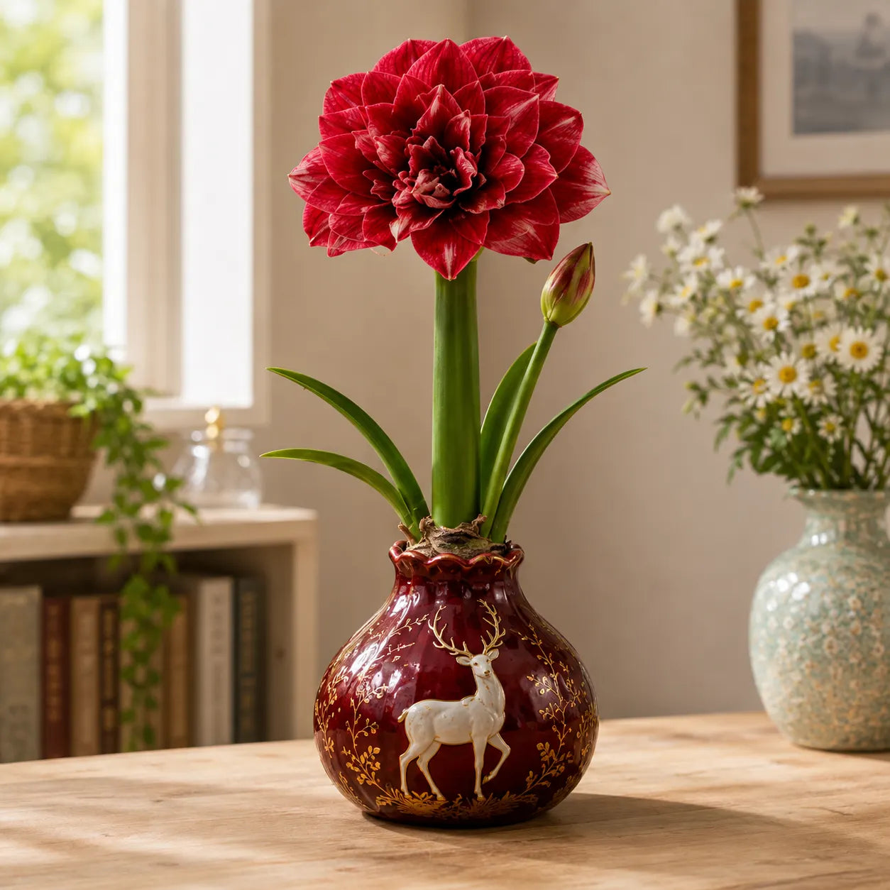 🌺 Double Amaryllis Bulbs – Stunning Ruffled Blooms for Indoor Growing