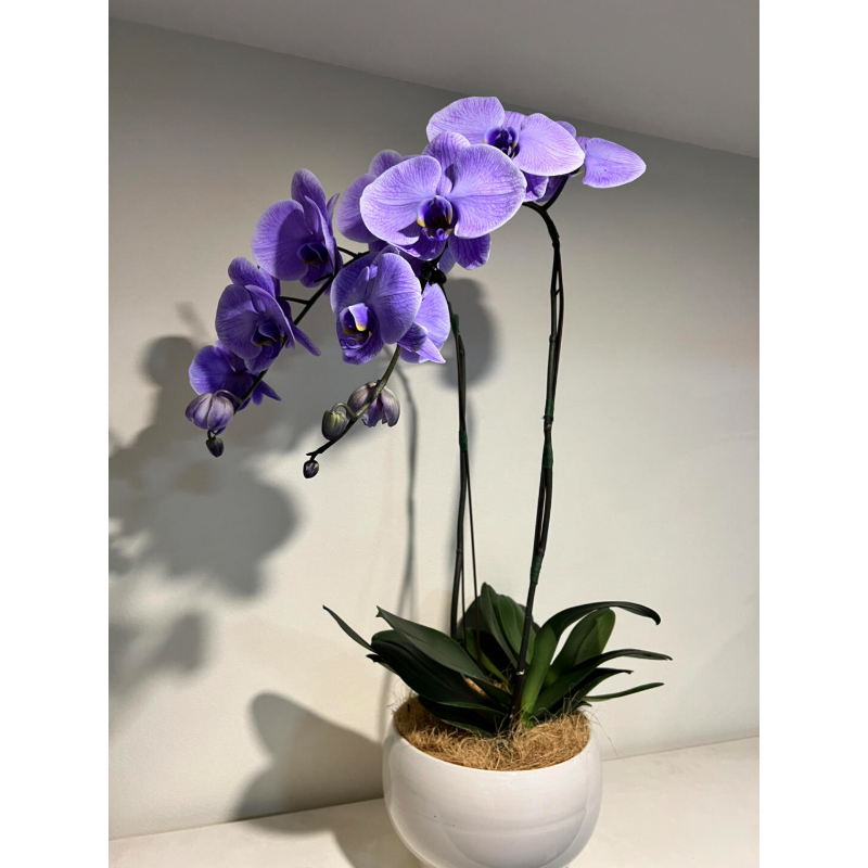 🌸Macaron Phalaenopsis - Pet Friendly And No Toxic