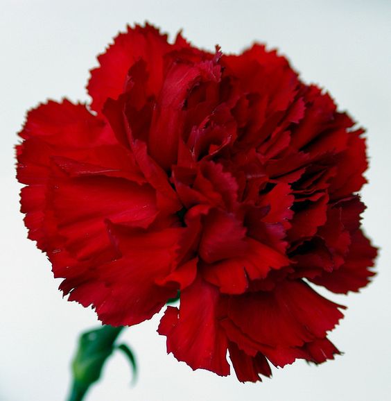 🌼💙 Dive into Bliss: Blue Carnation Delights for Your Garden Oasis! 💫🌱