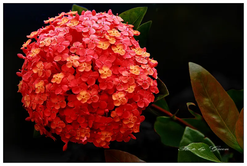 🔥Hot sale🔥  Hydrangea Seed Bonsai Flower Seeds 20/40/80 Pcs 💐