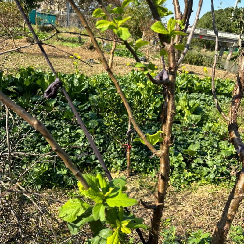 🌱Blue Honey Plum Seeds – Support digestion, healthy aging, and strong bones.❤️