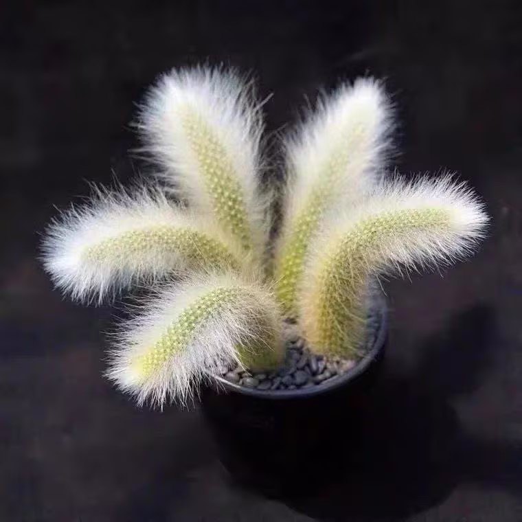 🦊Neunschwänzige Fuchs-Sukkulente🪴Topfpflanzen für den Innenbereich sind einfach zu züchten und zu blühen🌸