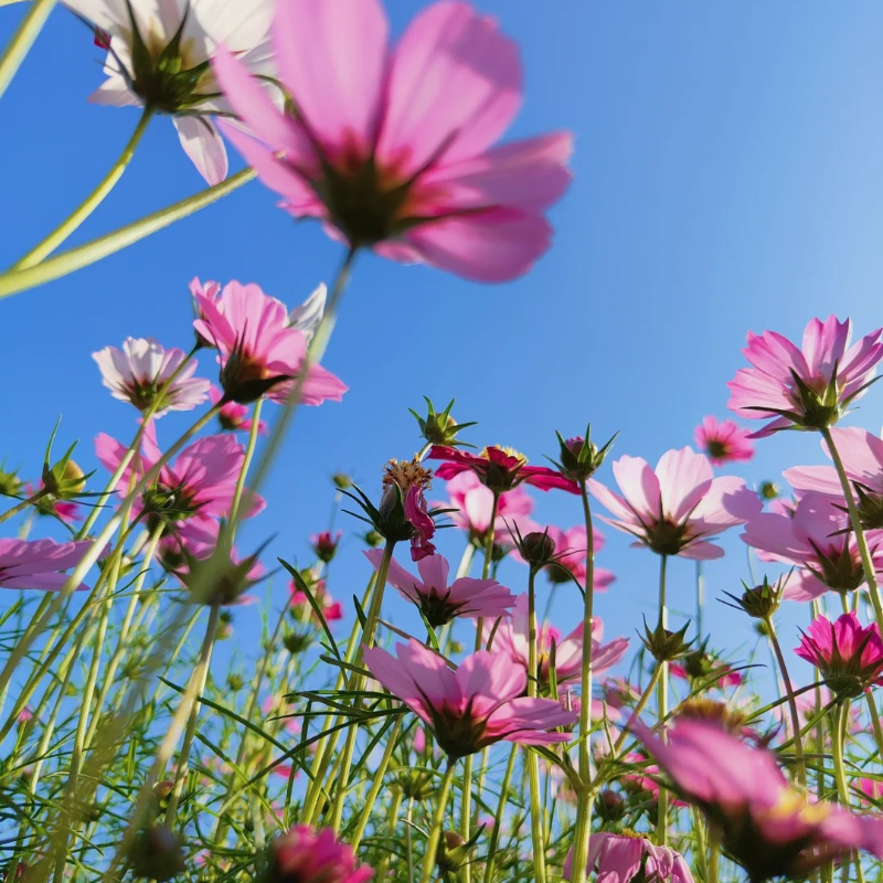 🌸 Heirloom Candy Stripe Cosmos – Bring Back the Joy of Cottage Gardens 🏡🌼