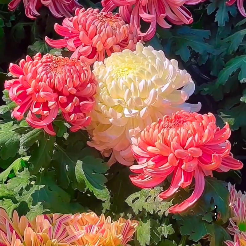 🌱Gold Thread Chrysanthemum Seeds - easy to grow, eye health, diverse hues