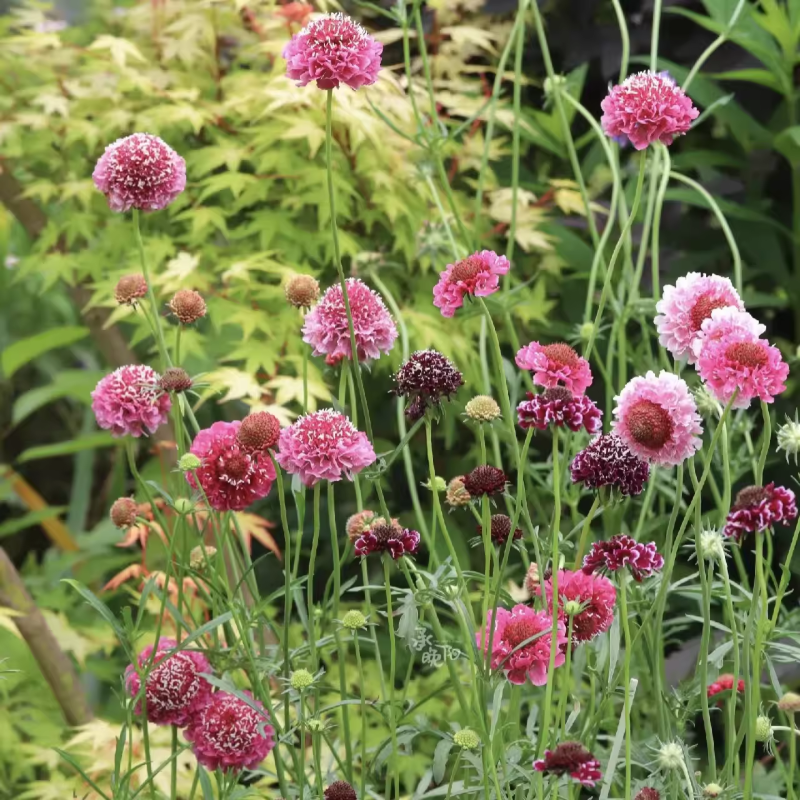 Cottage Garden Magic Begins with a Seed 🌷 | Plant Scabiosa Today