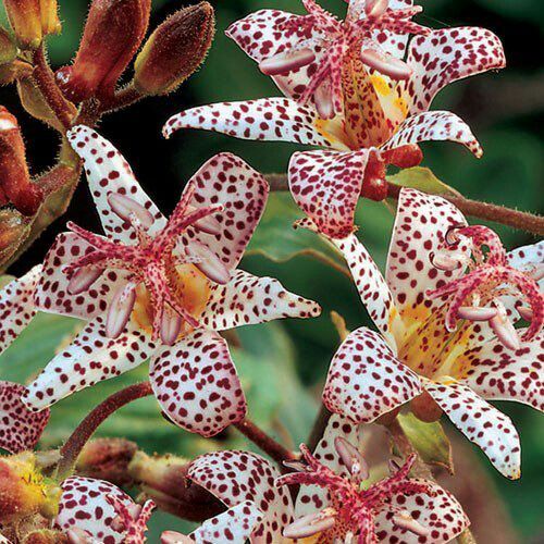 🔥The unique charm in the garden: 🌼Spotted lilies💐🌿
