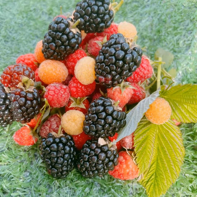 Organic Raspberry Seeds - Premium Quality for Bountiful Harvests❤️