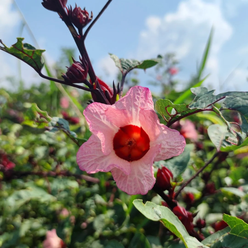 🌱Roselle Flower Seeds - Natural Antioxidant, Revitalize Health and Vitality