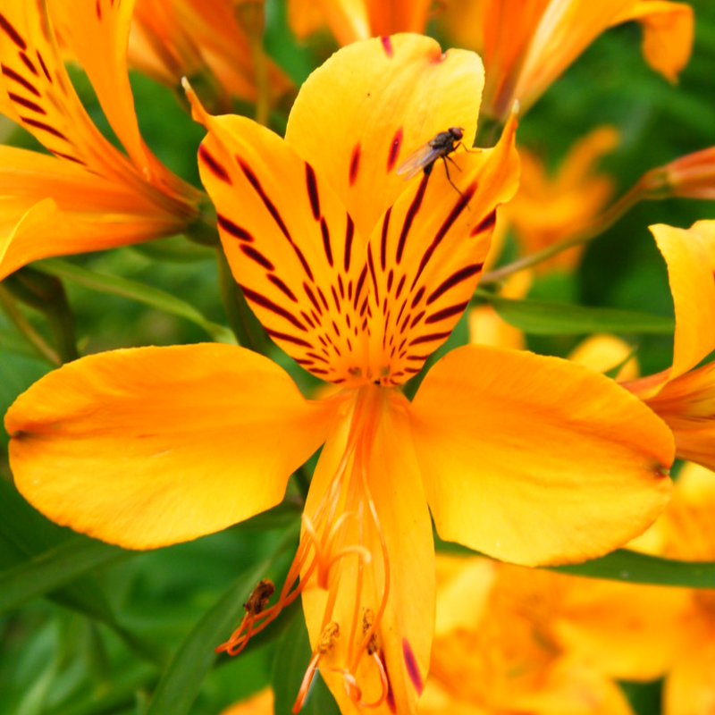 🌸 Alstroemeria Aurea Flower Seeds - 😍Easy to Grow 🌟 Perennial ❤️Deer-Resistant 
