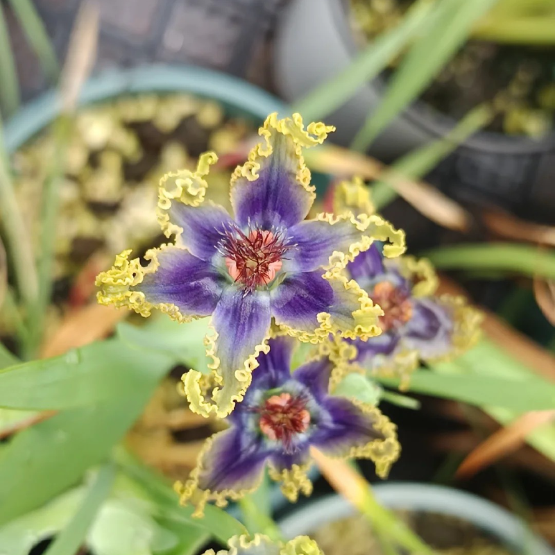 🌟 Ferraria Iris Seeds – A Touch of the Exotic, Right at Home 🪴💜