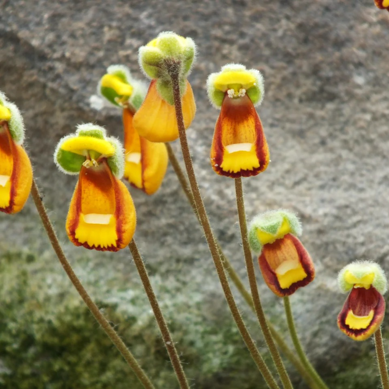 🌼 Whimsical Wonders — Unusual Flower Seeds to Delight Your Garden and Heart