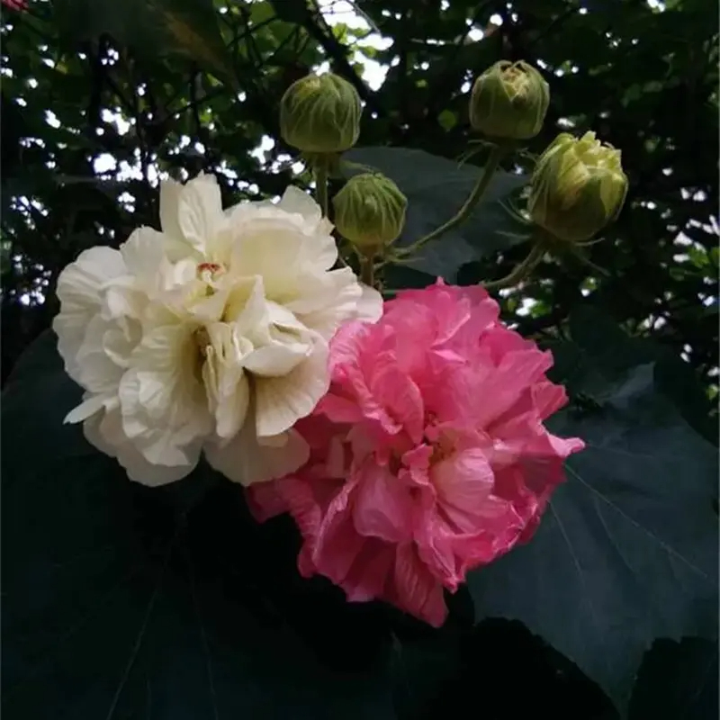 Tricolor Magic Garden Hibiscus