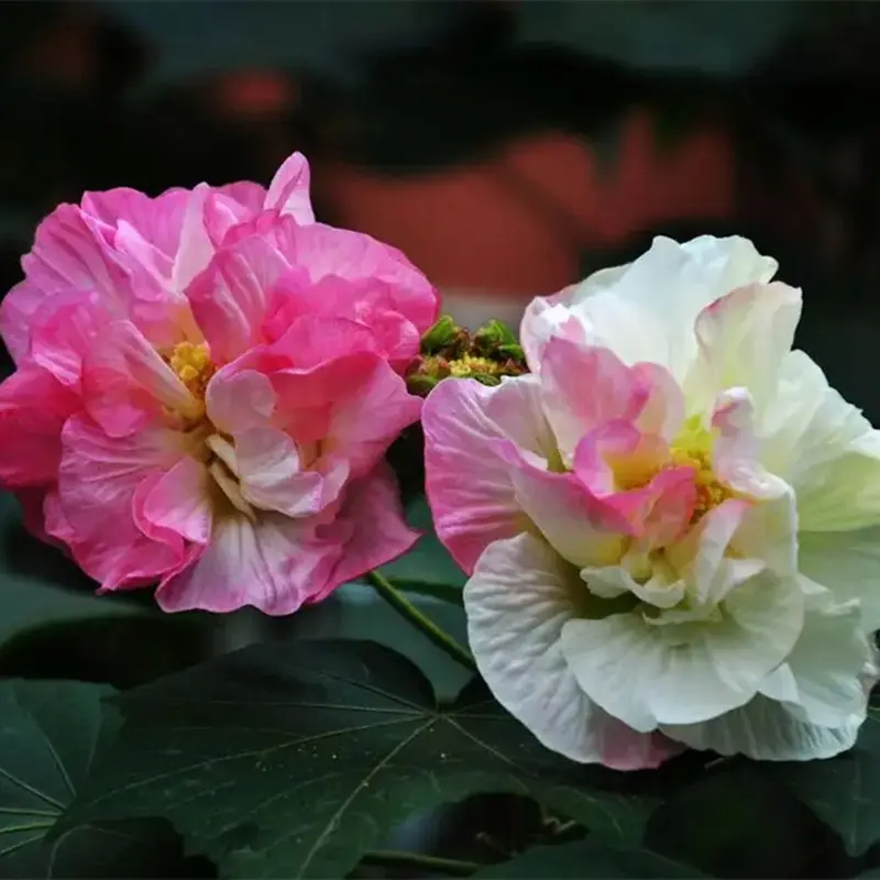 Tricolor Magic Garden Hibiscus