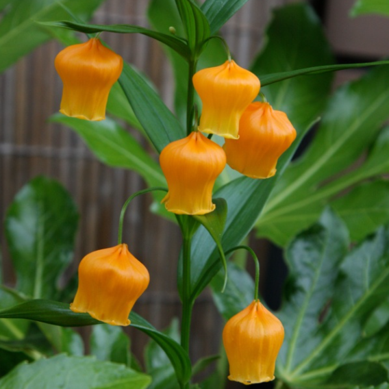 Sandersonia Aurantiaca Seeds