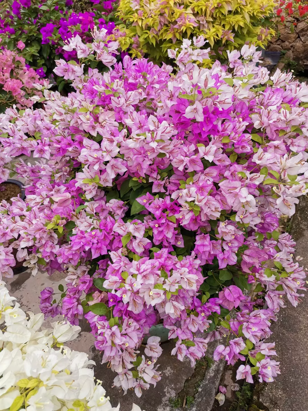 🪴💐Gartenpracht: Bunte Bougainvillea-Samen🌿