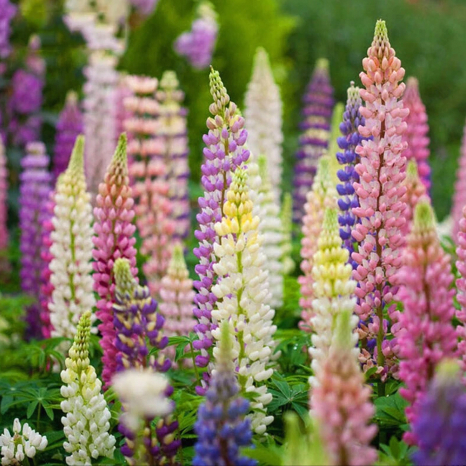 LUPINE FLOWER SEEDS