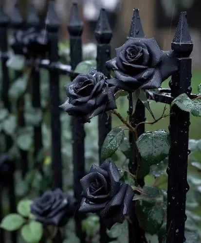 有一種適合送男孩子的玫瑰，叫黑騎士。它的花語是：你是颶風裡的黑騎士，且為我所屬，你保護我的同時，我也想守護你，愛是相守相互，你放縱我的任性，我保護你的柔軟#黑騎士玫瑰-