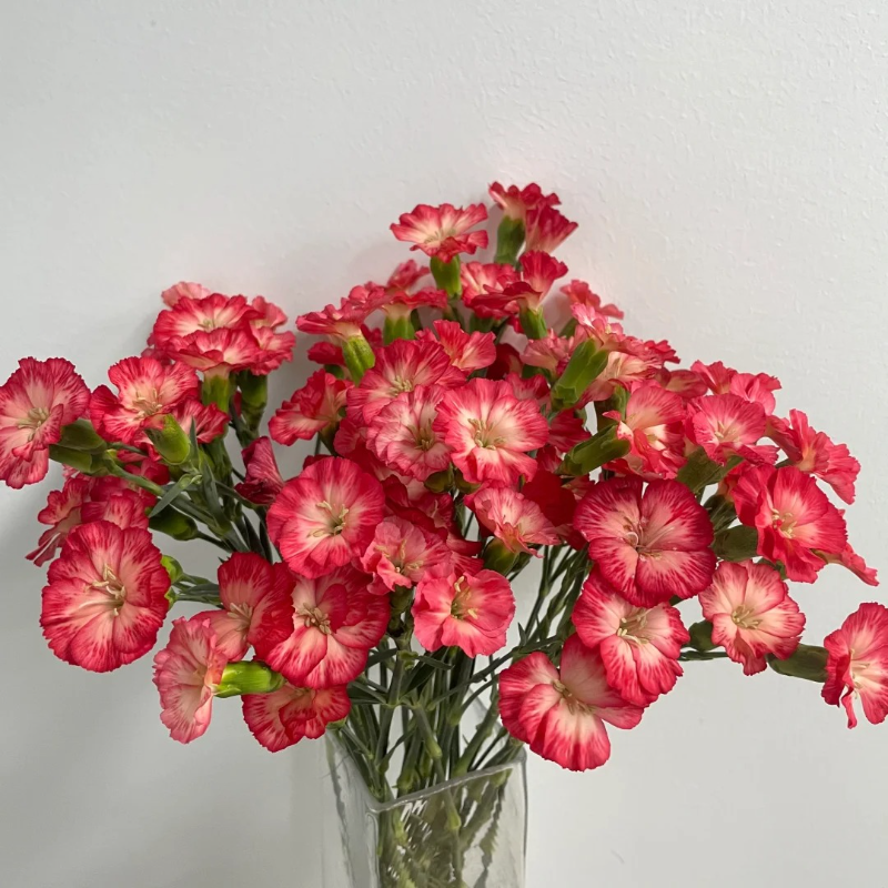 🌸 Doting Series Dianthus Seeds — A Garden Full of Love and Color