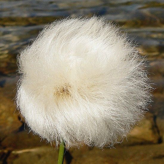🐑White-haired Cotton Grass🐑-Elegant Wetland Beauty for Eco-Friendly Landscaping