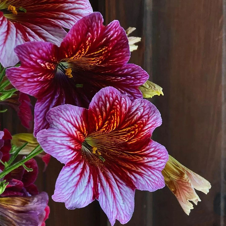 🎉Limited Edition-🌺Chilean Morning Glory🌱Seeds