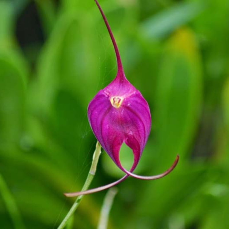👡🌸 Masdevallia Orchid Seeds: Whimsical Beauty for Every Home 🌿