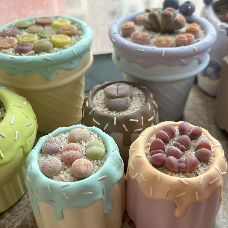 Lithops Succulent Seeds – Easy-to-Grow ‘Living Stones’ for Stress-Free Gardening 🌱