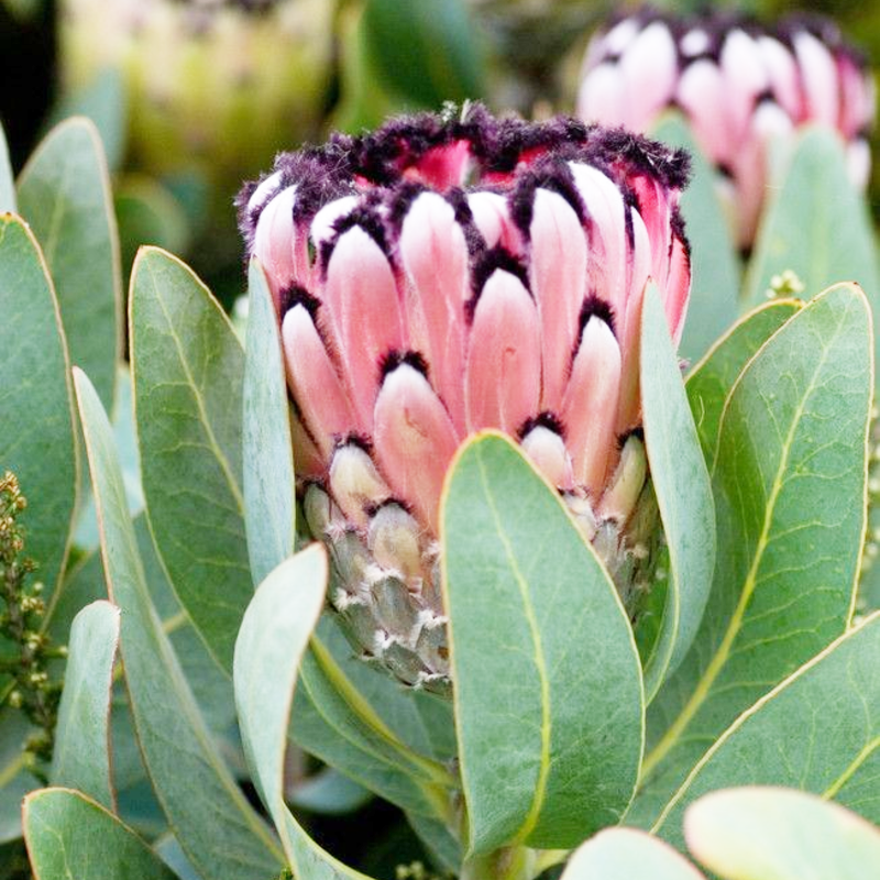 King Protea Flower Seeds 🌸 – Rare Blooms of Strength 💪, Beauty 🌺, and Grace 🌿