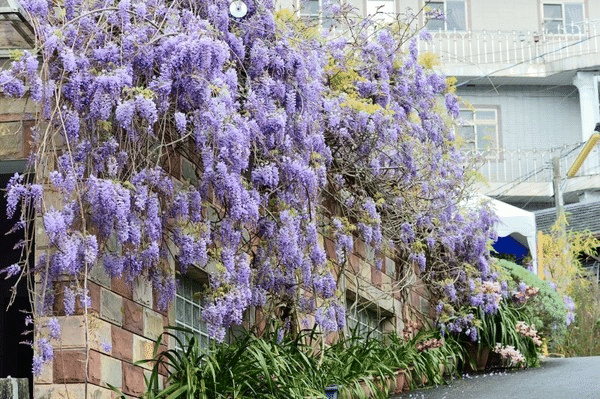 Wisteria Wonder: Nature's Cascading Beauty 💜🌸