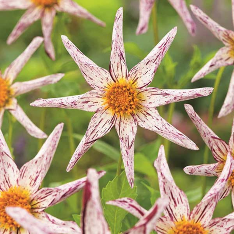 Star Dahlia Seeds: easy to grow and bring stunning flowers to your garden 🌟🌺