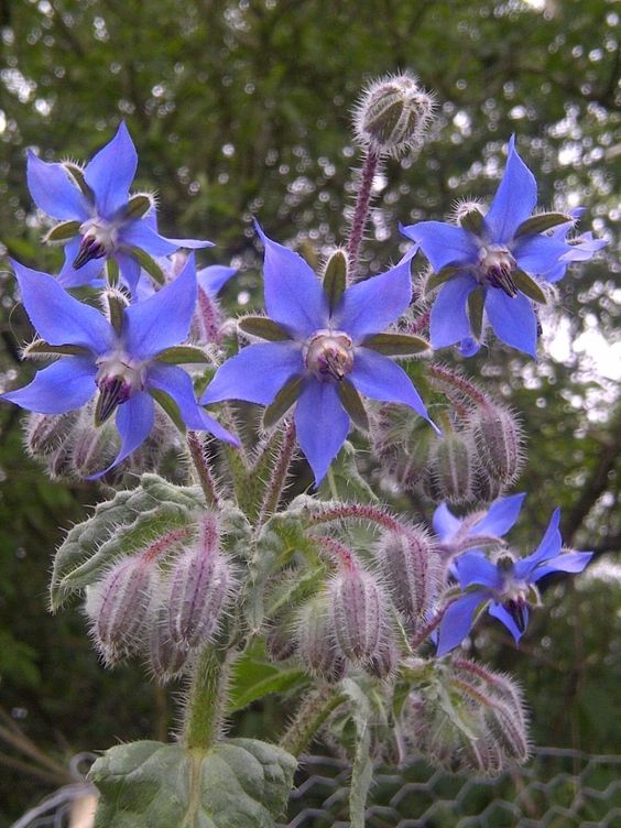 Borage Seeds🌸🎉50 Discount🎉