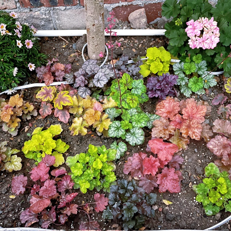 🌿🍁Heuchera Seeds– Elegant Color, All Year Long | Thrives in shade, softens any space | Brings quiet beauty to your garden. ✨