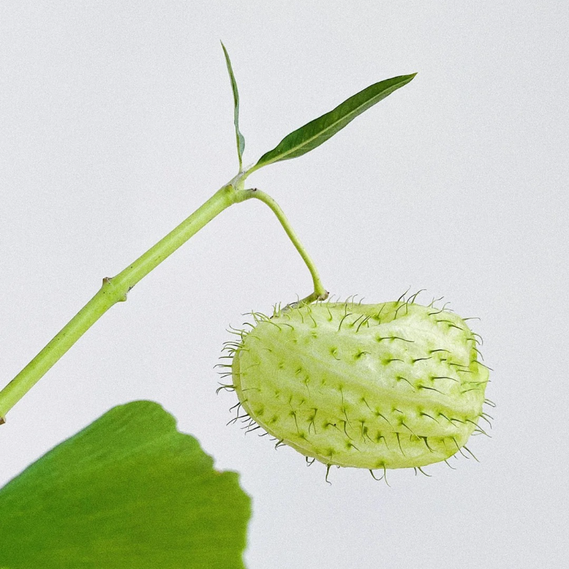 🌿 Tang Mian (Silk Plant) Seeds – Simple Joys of Gardening, Ideal for Seniors